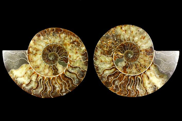 Agate Replaced Ammonite Fossil - Madagascar #158309